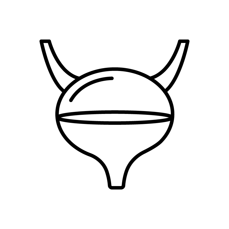 Močové cesty