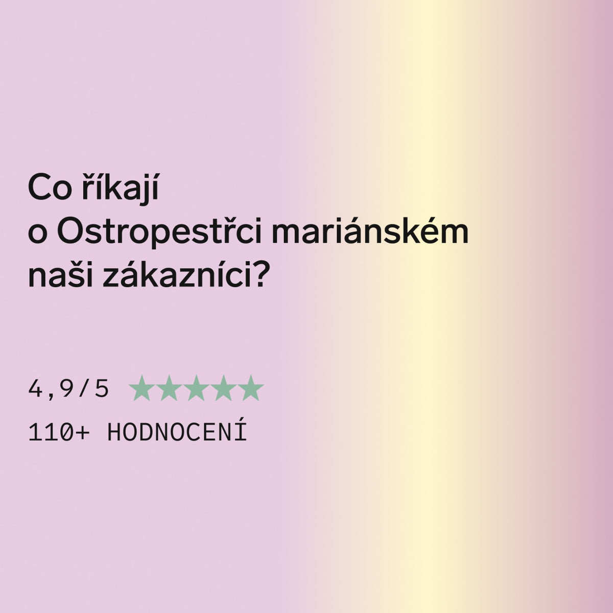 Ostropestřec mariánský (Milk thistle)
